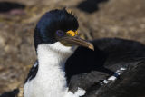 King Cormorant 
